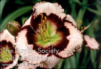 Daylily Contrary to Ordinary
